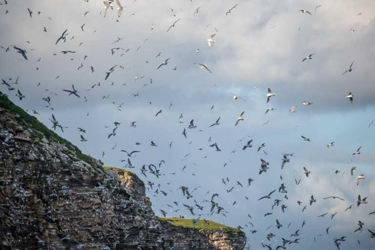 Fuglefjellet på Ekkerøya huser rundt 20.000 par krykkjer i hekkesesongen.

Foto: Jarle Wæhler