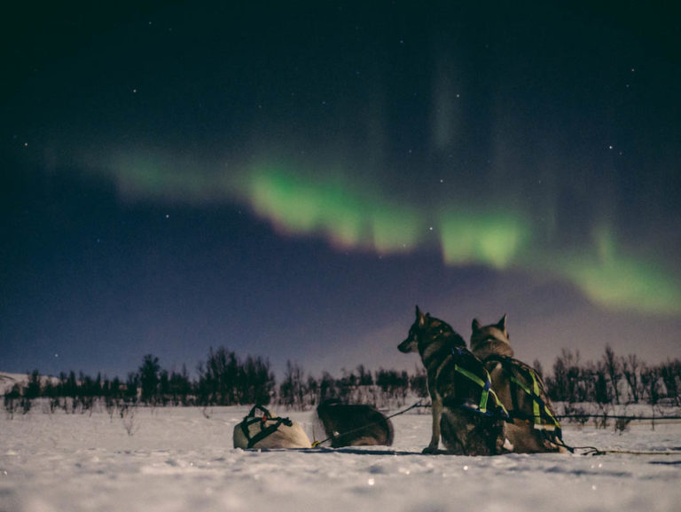 In Alta you can go dogsledding and hunt for the Northern Lights © Trasti og Trine