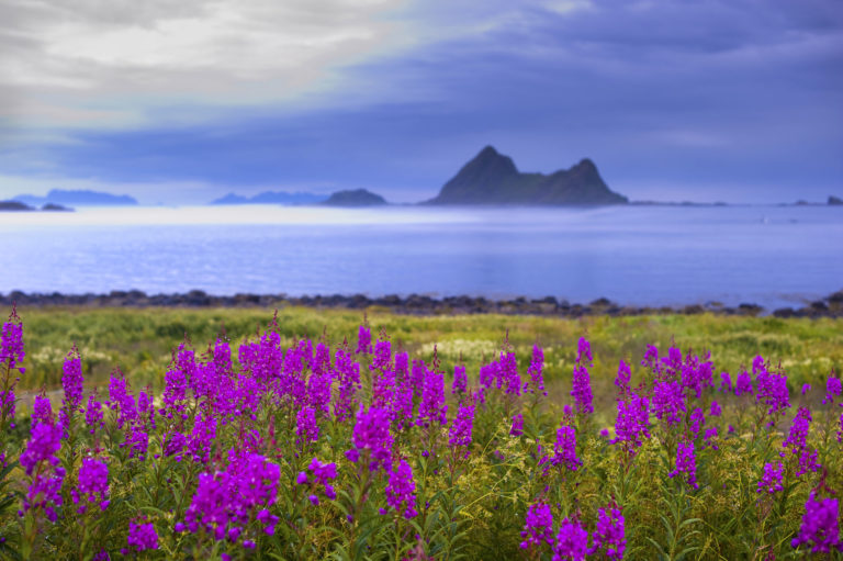 Sensommer i Bø © Øystein Lunde Ingvaldsen