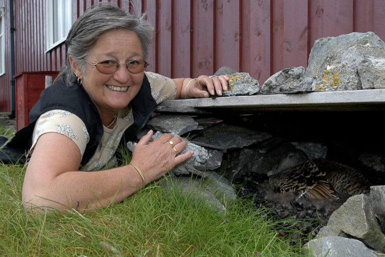 Egg- og dunværet Lånan i verdensarvområdet Vegaøyan i Vega kommune, Nordland 16.6.06. Vegaøyan ble oppført på UNESCO sin liste over viktige verdensarvområder i 2004. 
På bildet Margit Nilsen Lande ved et steinhus der en ærfugl hunn (ei e) Somateria molissima,ligger og ruger.   Lånan er trolig det største dunværet holdt i hevd og drevet påtradisjonelt vis i Norge.