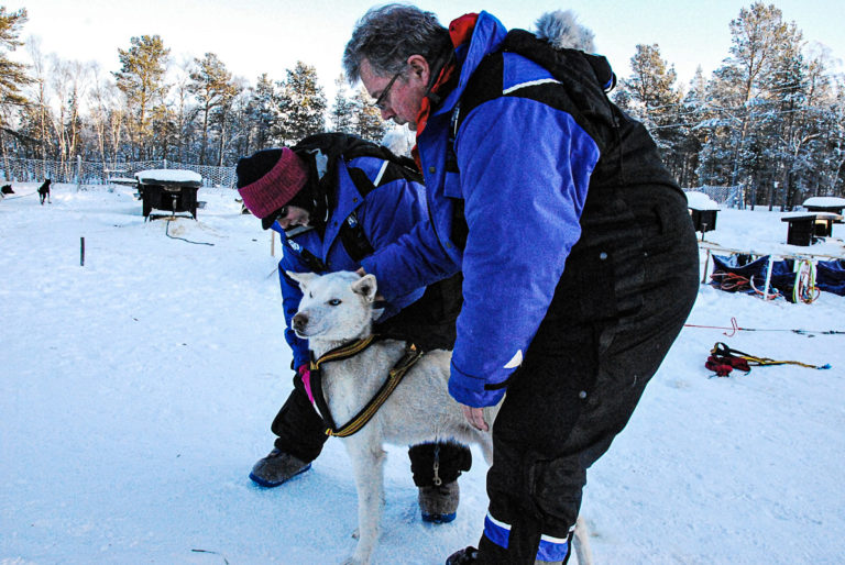 du lærer å kle opp hunden når du skal ut å kjøre, hunden som blir kledd på her er fra pasvik i kirkenes, hos birk husky