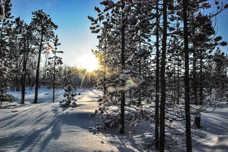 Hundekjøring er en sosial aktivitet som passer for store og små - her fra pasvik ved kirkenes