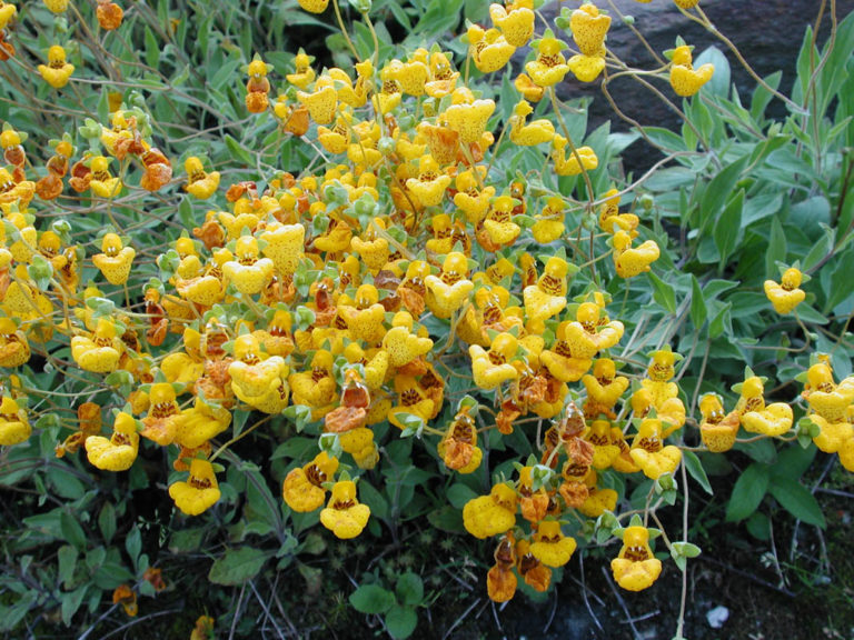 Calceolaria Lanceolata er mange sin favoritt