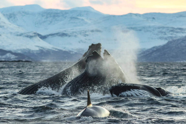 Whalesafari in Skjervøy is exciting © Francisco Damm