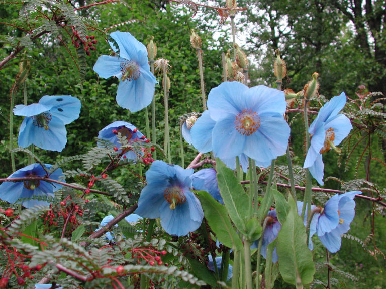 Blomsten Meconopbus Betonicifolia kan du oppleve ved å dra til Botanisk Hage i Tromsø