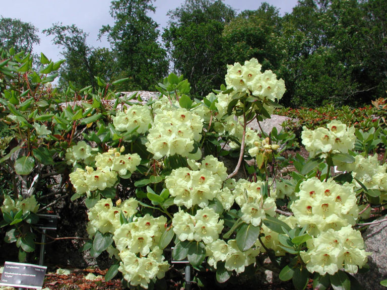 Rhododendron Wardii er en vakker blomst og du finner den i Botanisk Hage i Tromsø