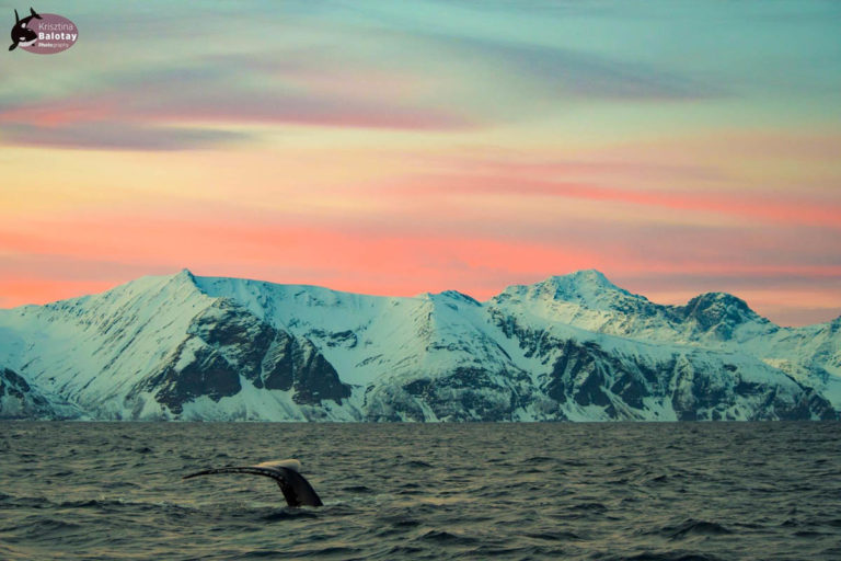 Whalesafari in Skjervøy outside of Tromsø © Krisztina Balotay