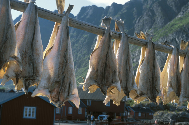 Stockfish in Lofoten © Terje Rakke 