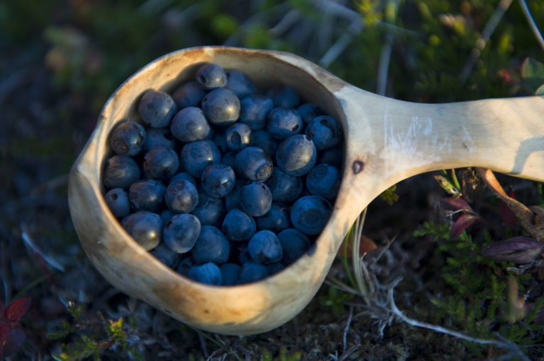 A cup of blueberry picked in Northern Norway © Erlend Haarberg