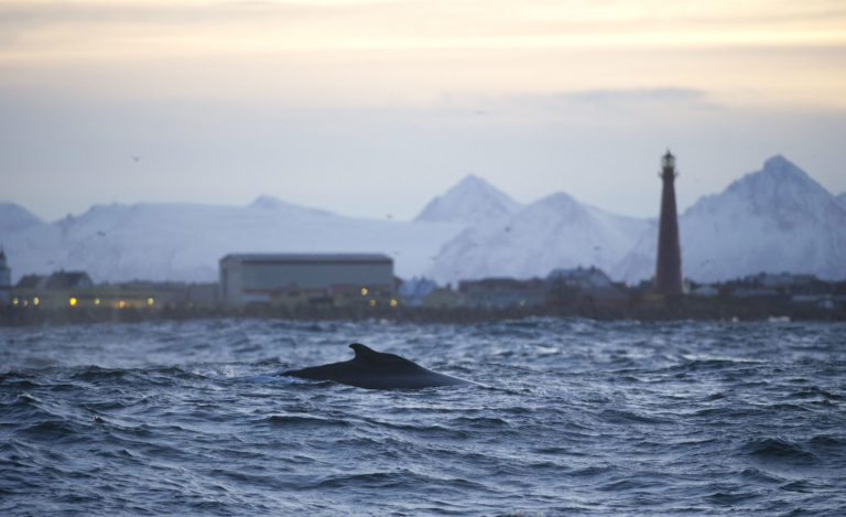 Ved Andenes er stor mulighet for å se hval (©) Marten Bril