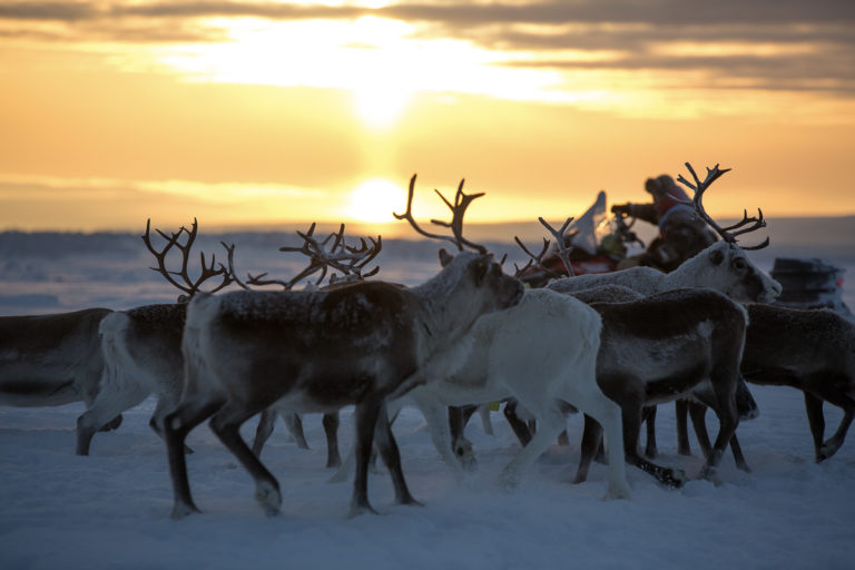 Ravdol Reindeer Herding © Alessandro Bellioli 