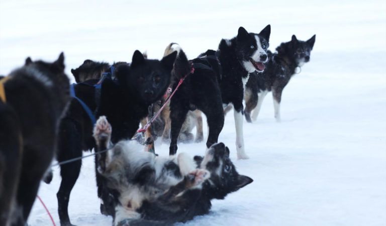 Hundene tar en velfortjent hvil © Ella Pellegrini